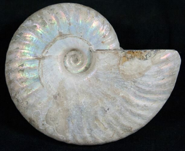 Silver Iridescent Ammonite - Madagascar #13692